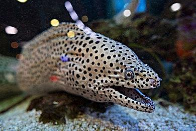 想在你的桌面上钓鱼~桌面放置游戏《悠哉钓鱼》4月24日首次公布Demo